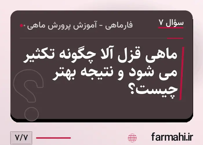 ماهی قزل آلا چگونه تکثیر می شود و نتیجه بهتر چیست؟