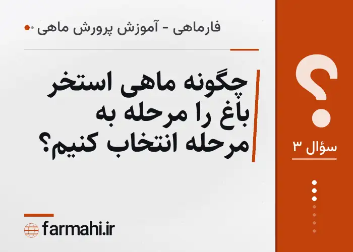چگونه ماهی استخر باغ را مرحله به مرحله انتخاب کنیم؟