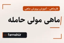 ماهی مولی حامله