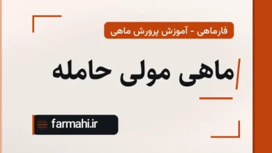ماهی مولی حامله