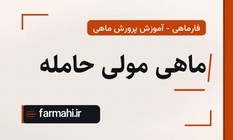 ماهی مولی حامله