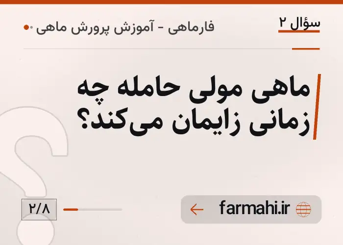 ماهی مولی حامله چه زمانی زایمان می‌کند؟