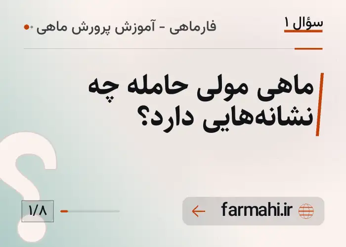 ماهی مولی حامله چه نشانه‌هایی دارد؟