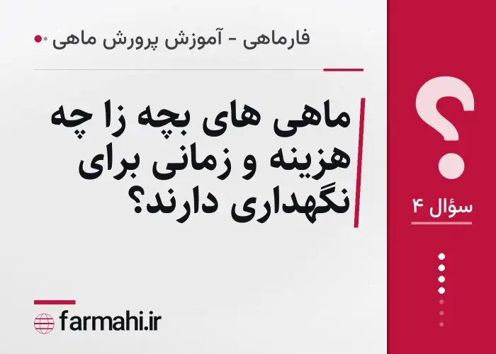 ماهی های بچه زا چه هزینه و زمانی برای نگهداری دارند؟