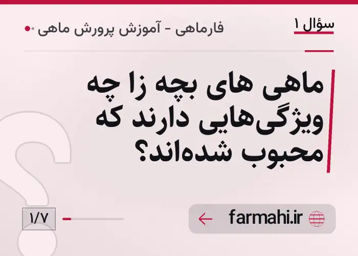 ماهی های بچه زا چه ویژگی‌هایی دارند که محبوب شده‌اند؟