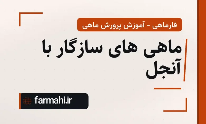 ماهی های سازگار با آنجل