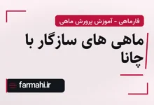 ماهی های سازگار با چانا