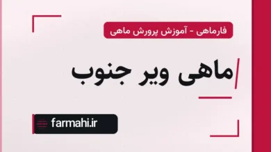 ماهی ویر جنوب