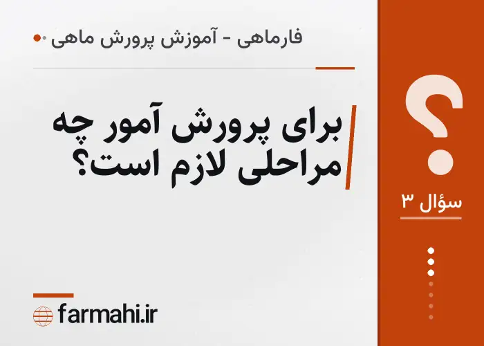 برای پرورش آمور چه مراحلی لازم است؟