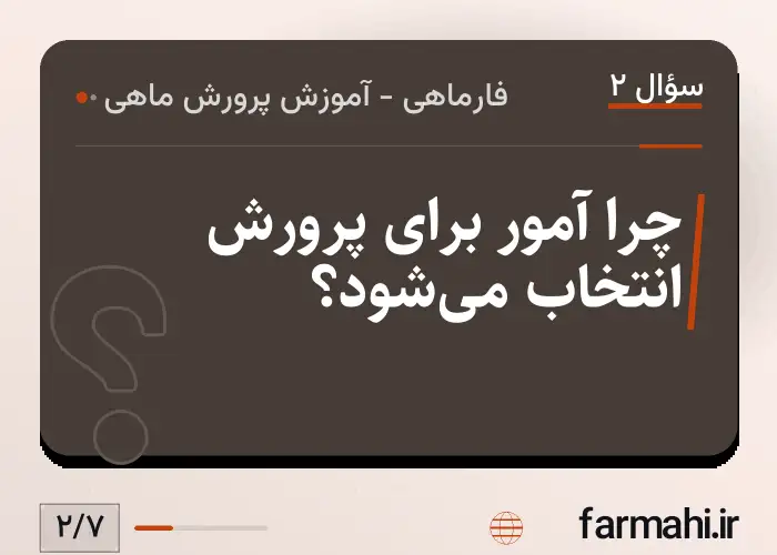 چرا آمور برای پرورش انتخاب می‌شود؟