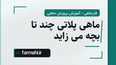 ماهی پلاتی چند تا بچه می زاید