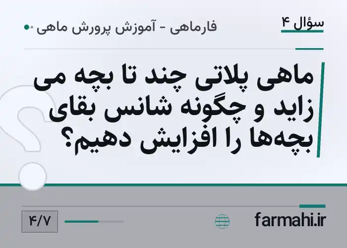ماهی پلاتی چند تا بچه می زاید و چگونه شانس بقای بچه‌ها را افزایش دهیم؟