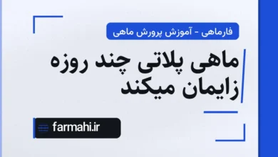 ماهی پلاتی چند روزه زایمان میکند