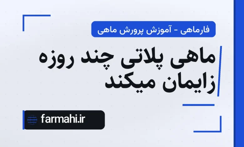 ماهی پلاتی چند روزه زایمان میکند