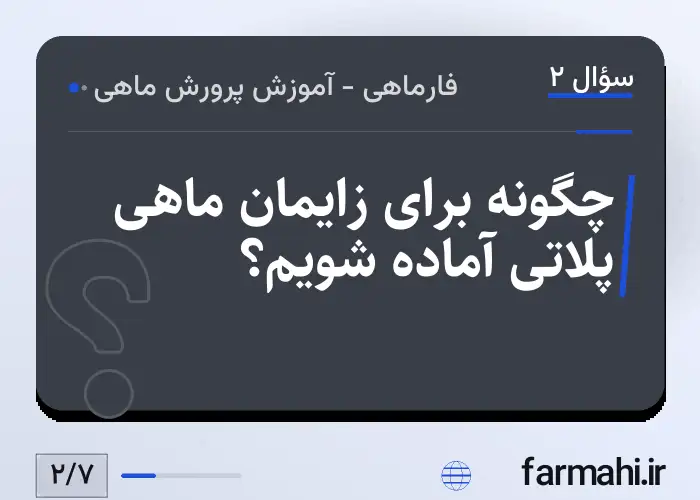 چگونه برای زایمان ماهی پلاتی آماده شویم؟