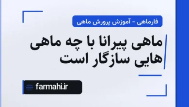 ماهی پیرانا با چه ماهی هایی سازگار است