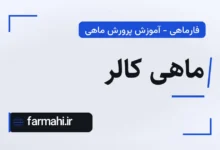 ماهی کالر