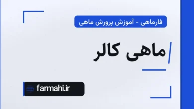 ماهی کالر