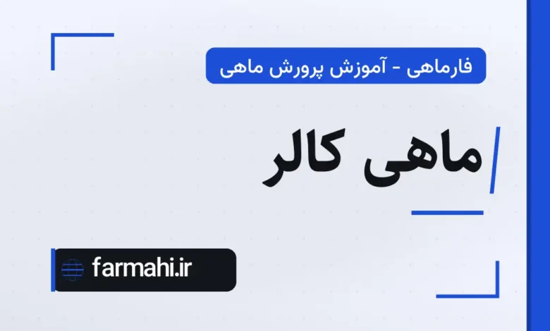 ماهی کالر