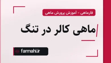 ماهی کالر در تنگ