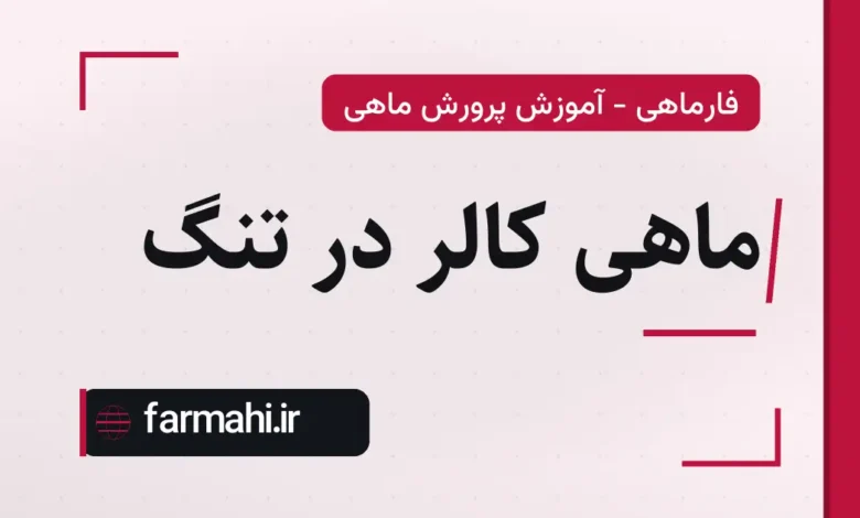 ماهی کالر در تنگ