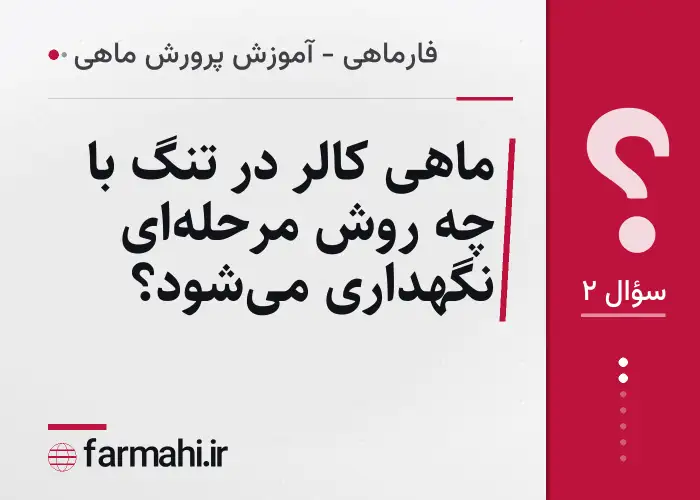 ماهی کالر در تنگ با چه روش مرحله‌ای نگهداری می‌شود؟