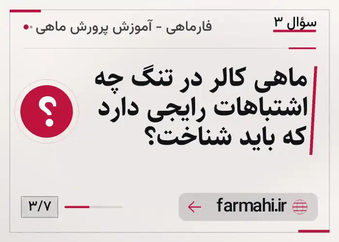 ماهی کالر در تنگ چه اشتباهات رایجی دارد که باید شناخت؟