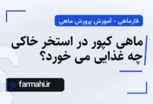 ماهی کپور در استخر خاکی چه غذایی می خورد؟