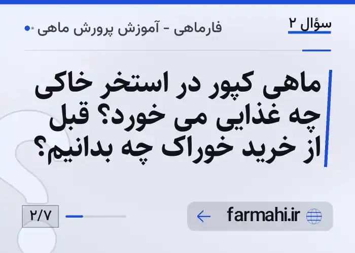 ماهی کپور در استخر خاکی چه غذایی می خورد؟ قبل از خرید خوراک چه بدانیم؟