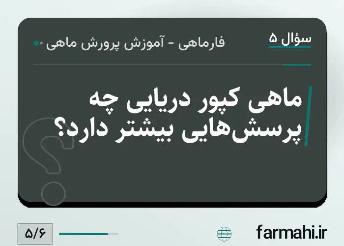 ماهی کپور دریایی چه پرسش‌هایی بیشتر دارد؟