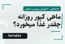 ماهی کپور روزانه چقدر غذا میخورد؟