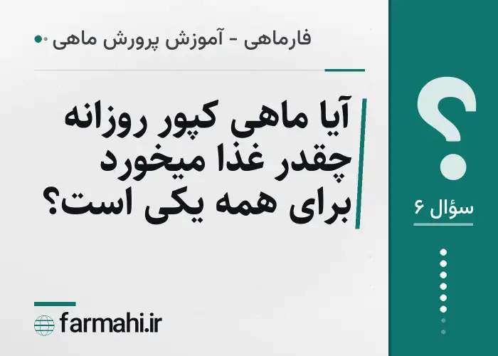 آیا ماهی کپور روزانه چقدر غذا میخورد برای همه یکی است؟