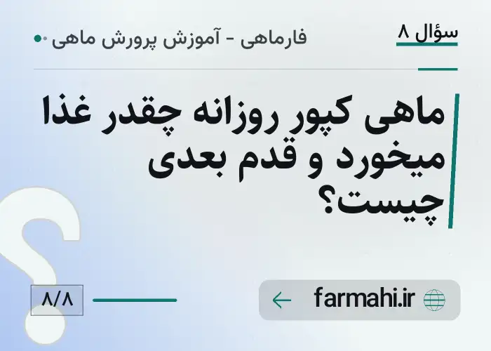 ماهی کپور روزانه چقدر غذا میخورد و قدم بعدی چیست؟