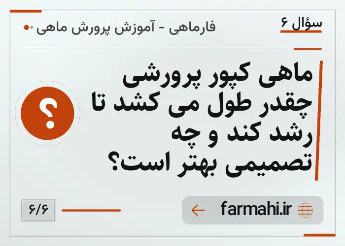 ماهی کپور پرورشی چقدر طول می کشد تا رشد کند و چه تصمیمی بهتر است؟