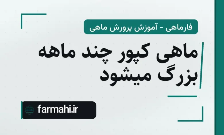 ماهی کپور چند ماهه بزرگ میشود