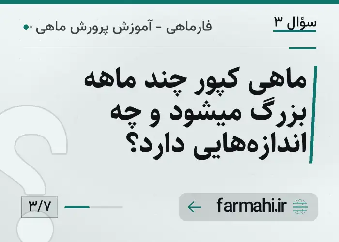 ماهی کپور چند ماهه بزرگ میشود و چه اندازه‌هایی دارد؟
