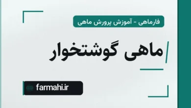 ماهی گوشتخوار