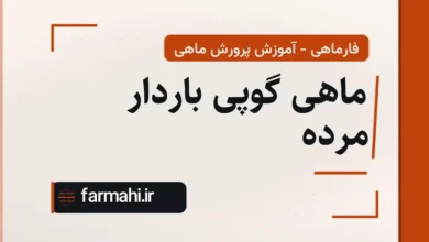 ماهی گوپی باردار مرده