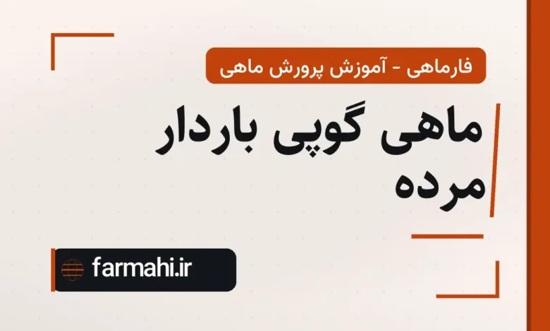 ماهی گوپی باردار مرده