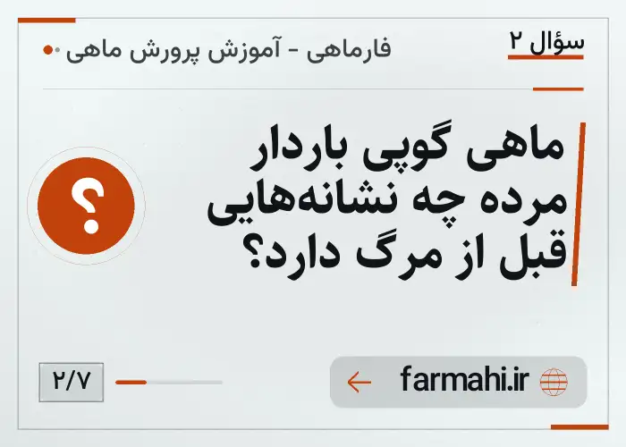 ماهی گوپی باردار مرده چه نشانه‌هایی قبل از مرگ دارد؟