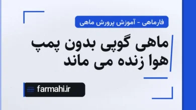 ماهی گوپی بدون پمپ هوا زنده می ماند