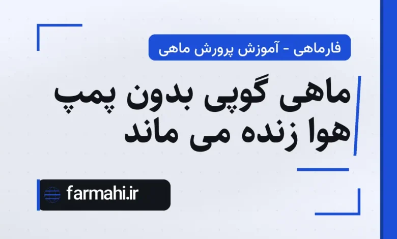 ماهی گوپی بدون پمپ هوا زنده می ماند