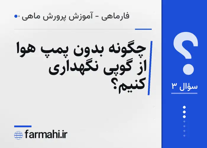 چگونه بدون پمپ هوا از گوپی نگهداری کنیم؟
