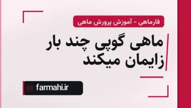 ماهی گوپی چند بار زایمان میکند