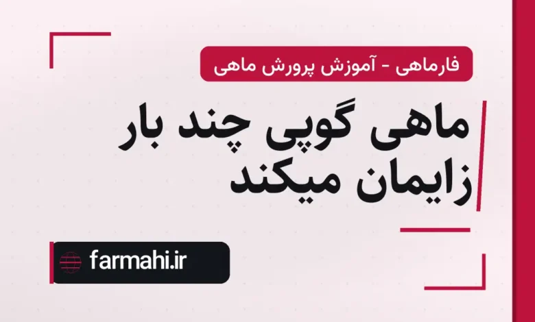 ماهی گوپی چند بار زایمان میکند