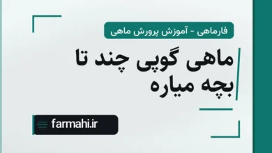 ماهی گوپی چند تا بچه میاره