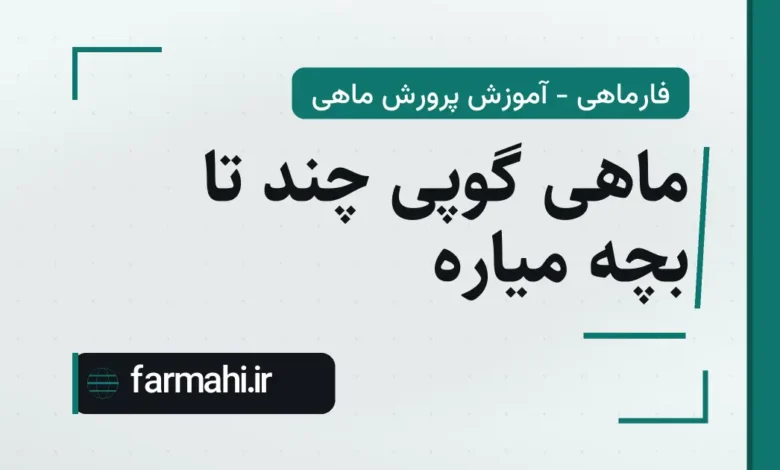 ماهی گوپی چند تا بچه میاره