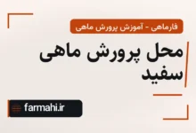 محل پرورش ماهی سفید