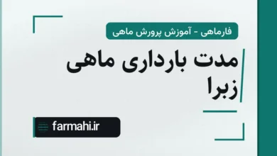 مدت بارداری ماهی زبرا