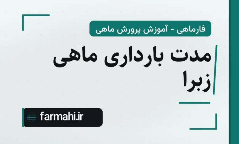 مدت بارداری ماهی زبرا